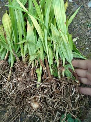 [白芨種苗批發]陜西商洛山陽縣白芨種苗 0.06元/棵純紫花白芨 _ 一畝田