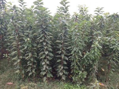 陜西寶雞櫻桃種苗(美早、布魯克斯、早大果、俄羅斯八號、美國一號)|櫻桃種苗(美早、布魯克斯、早大果、俄羅斯八號、美國一號)價格|櫻桃種苗(美早、布魯克斯、早大果、俄羅斯八號、美國一號)圖片-中國苗木網miaomu.com