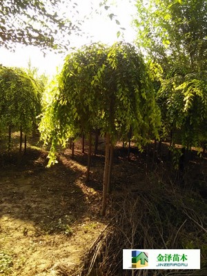 河南垂榆陜西垂榆寧夏垂榆_河北保定博野金澤綠化苗木基地_商國(guó)互聯(lián)網(wǎng)