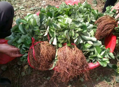 脫毒草莓苗種苗、草莓苗種苗畝產(chǎn)量多少