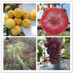 新聞 葡萄樹苗 陜西商洛購(gòu)買價(jià)格 果苗繁育基地