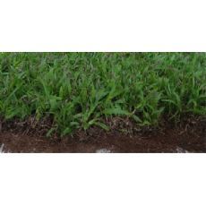 【白芨種植|白芨種子種苗|陜西新豐源種植場】|東商網(wǎng)