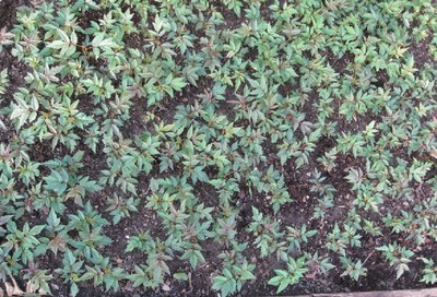 陜西苗木基地-陜西香椿樹苗供應(yīng)|出售香椿樹苗|香椿樹苗價格 -陜西厚樸苗價格|陜西櫻桃苗價格|陜西獼猴桃苗 產(chǎn)品展示(陜西苗木基地、陜西種苗供應(yīng)商、陜西苗木批發(fā))-金泉網(wǎng)