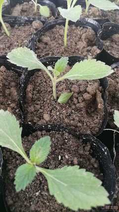 【陜西柳葉馬鞭草種苗杯苗容器苗供應(yīng)】 - 產(chǎn)品庫(kù)