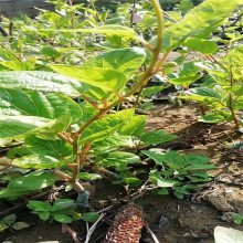 【青藤農業 獼猴桃種苗果大味甜 陜西獼猴桃苗 常年供應圖片】青藤農業 獼猴桃種苗果大味甜 陜西獼猴桃苗 常年供應