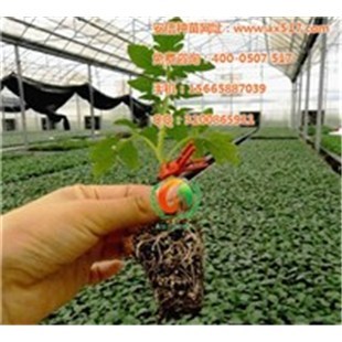 西紅柿苗,陜西西紅柿苗,安信種苗-企匯網