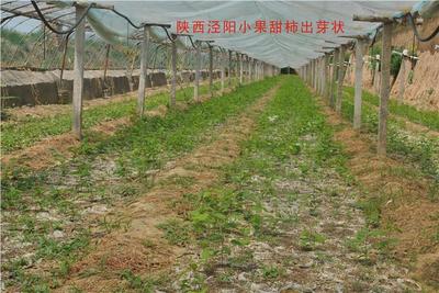 小果甜柿是一種什么植物 太秋甜柿簡(jiǎn)介