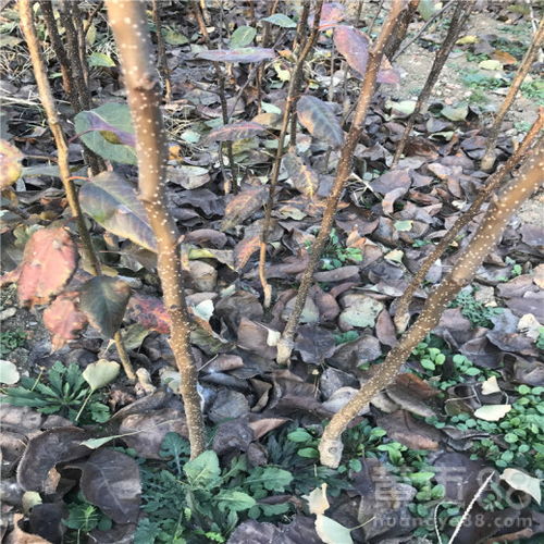 【梨樹(shù)苗合作社、地徑0.8厘米秋月梨樹(shù)苗】- 