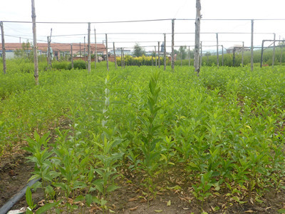 沭陽(yáng)苗木基地淺析冬青衛(wèi)矛的三大主要市場(chǎng)價(jià)值_農(nóng)作物種子、種苗_農(nóng)業(yè) - 嘻嘻哈哈分類(lèi)信息