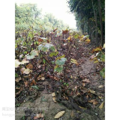 陜西西安陜西葡萄苗 占地苗 便宜的樹苗 陜西果樹苗 戶太八號葡萄苗價格 中國供應商