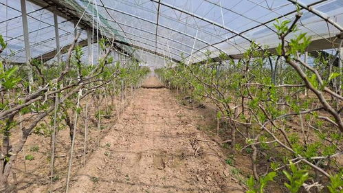 國家地理標志保護產品 陜西大荔冬棗大棚承載希望