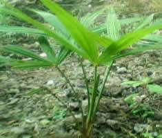 耐寒棕樹苗價(jià)格_耐寒棕樹苗_陜西商洛市耐寒棕樹苗生產(chǎn)供應(yīng)商_花卉種子、種苗盡在搜了網(wǎng)