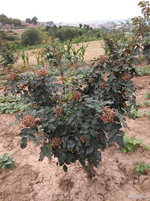 陜西大紅袍~獅子頭花椒種苗出售