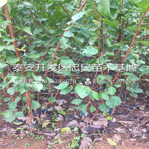 【2018年凱特杏樹(shù)苗報(bào)價(jià)2018年凱特杏樹(shù)苗價(jià)格多少】- 