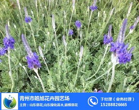 陜西薰衣草 薰衣草哪家好 青州皓旭花卉 優(yōu)質(zhì)商家