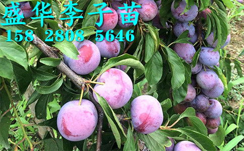 【秦地陜西脆紅李苗基地直銷(xiāo),漢中安康商洛、寶雞西安渭南脆紅李樹(shù)苗價(jià)格廠家報(bào)價(jià)。】-