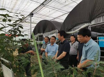 寶雞市麟游縣林業(yè)局率團(tuán)來(lái)略考察杜仲產(chǎn)業(yè)洽談合作事宜