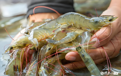 勉縣:&ldquo;金苗&rdquo;撬動(dòng)增收新&ldquo;錢(qián)&rdquo;景