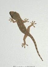 蜣螂養(yǎng)殖價(jià)格陜西蜣螂養(yǎng)殖基地