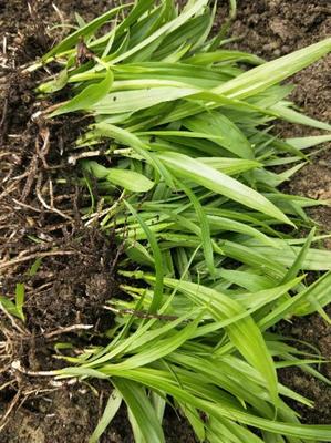 [白芨種苗批發(fā)]陜西商洛山陽(yáng)縣白芨種苗 0.90元/棵白芨種苗 _ 一畝田