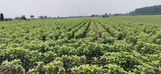 板藍根種苗基地批發 陜西板藍根種苗哪里有賣