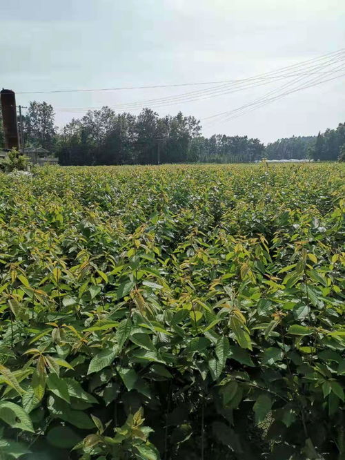 【重慶西梅李子苗價格,重慶西梅李子苗新品種價格】- 