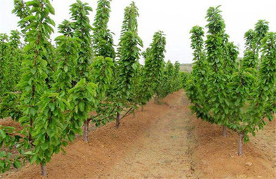 櫻桃種苗批發-山西櫻桃苗-陜西櫻桃苗