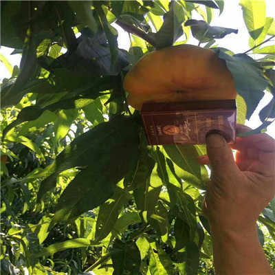 新聞 陜西冬雪紅蜜桃樹苗品種推薦