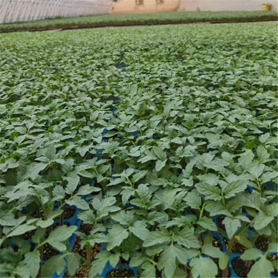 長期培育抗黃頭番茄種苗 陜西抗褪綠病毒西紅柿種苗