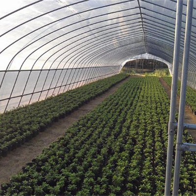 壽光鑫科種苗產量高,濰坊優選擇