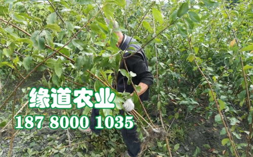 【四川蜂糖李子苗廠家、嫁接蜂糖李樹苗那里有賣】- 