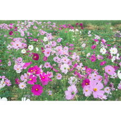 陜西波斯菊種苗價格