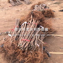  廈門市翔安區騰展馬賽克廠 主營 石材馬賽克 馬賽克拼