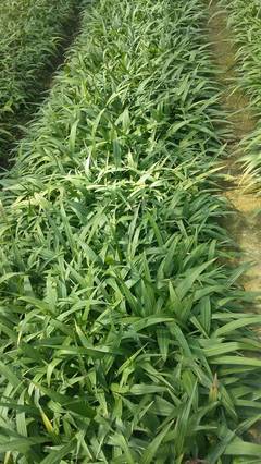 潤農農業中藥材育苗基地