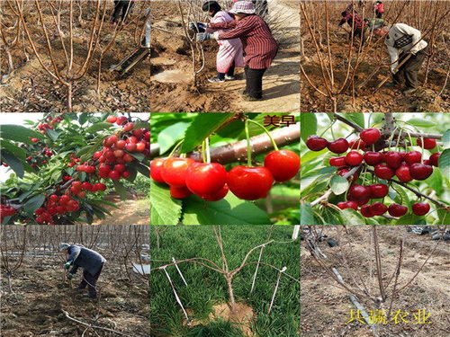 內蒙古興安盟新品種李子樹苗基地送貨價格