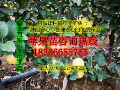 煙富0號(hào)蘋果苗苗木基地?zé)煾?號(hào)蘋果樹苗苗木基地