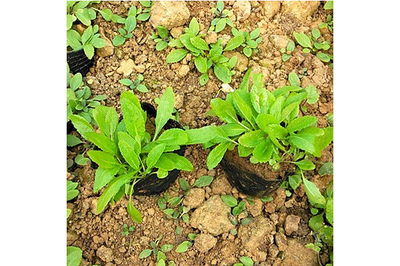 陜西鼠尾草種苗哪里買,鼠尾草種苗成分