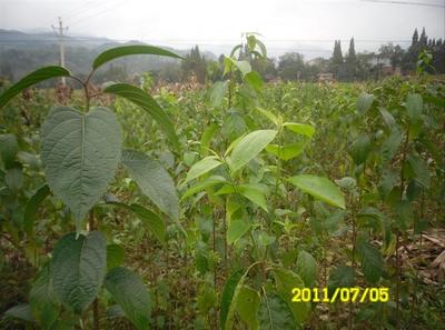 陜西厚樸苗價格-杜仲苗、供應陜西杜仲苗、陜西杜仲苗基地 -陜西獼猴桃苗|獼猴桃苗批發|獼猴桃苗 產品展示(陜西苗木基地_陜西種苗供應商_陜西苗木批發)-金泉網