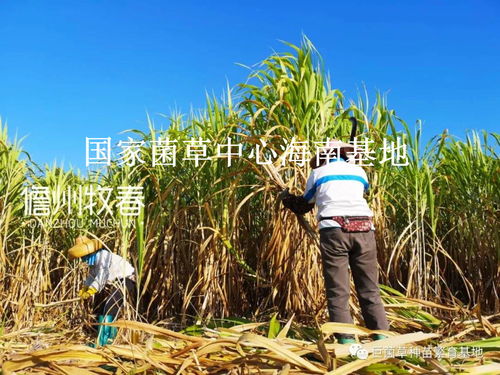 40萬畝 5萬噸 年終回顧2020年儋州牧春菌草種苗發貨現場