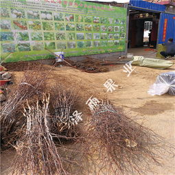 冬棗樹苗管理技術 3公分冬棗樹 4公分冬棗樹價格走勢