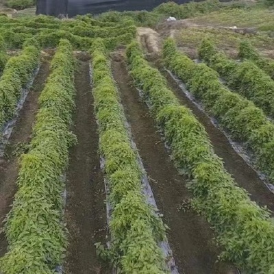 陜西漢中漢臺區(qū)成功引進(jìn)鰱魚新品種長豐鰱魚 推動水產(chǎn)養(yǎng)殖產(chǎn)業(yè)升級