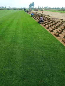 陜西姬擴(kuò)建 優(yōu)質(zhì)精品種苗，全力打造陜西草坪之鄉(xiāng)