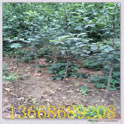 揚州嫁接蘋果樹苗 優質種苗助力陜西果業高效采摘與產業發展