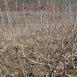 江西嫁接櫻桃苗 優質大櫻桃樹苗批發基地的跨區域合作——以陜西種苗為例