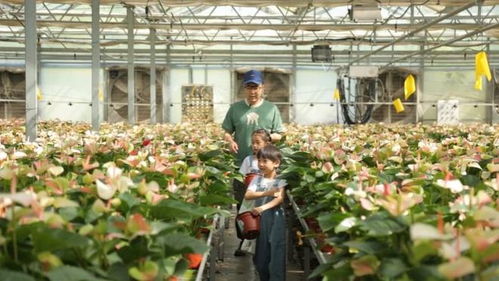 守護綠水青山，探秘陜西苗木繁育的綠色奇跡