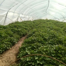 陜西秦薯苗 黃土高原上的金色希望與種業新篇