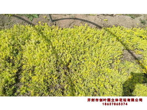 陜西 優質菊花種苗的可靠選擇與選購指南