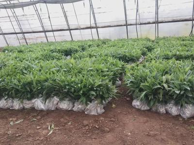 科技賦能育新苗 陜西秦蘊(yùn)慧耕激活中藥材產(chǎn)業(yè)新質(zhì)生產(chǎn)力