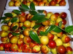 沾化冬棗與短枝冬棗 品種特性、繁殖及陜西種苗發(fā)展分析