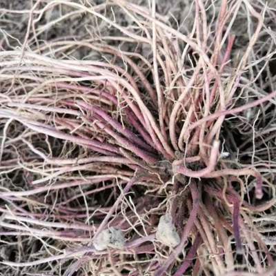 陜西赤芍種苗種植指南 從芽子到苗子的科學(xué)栽培